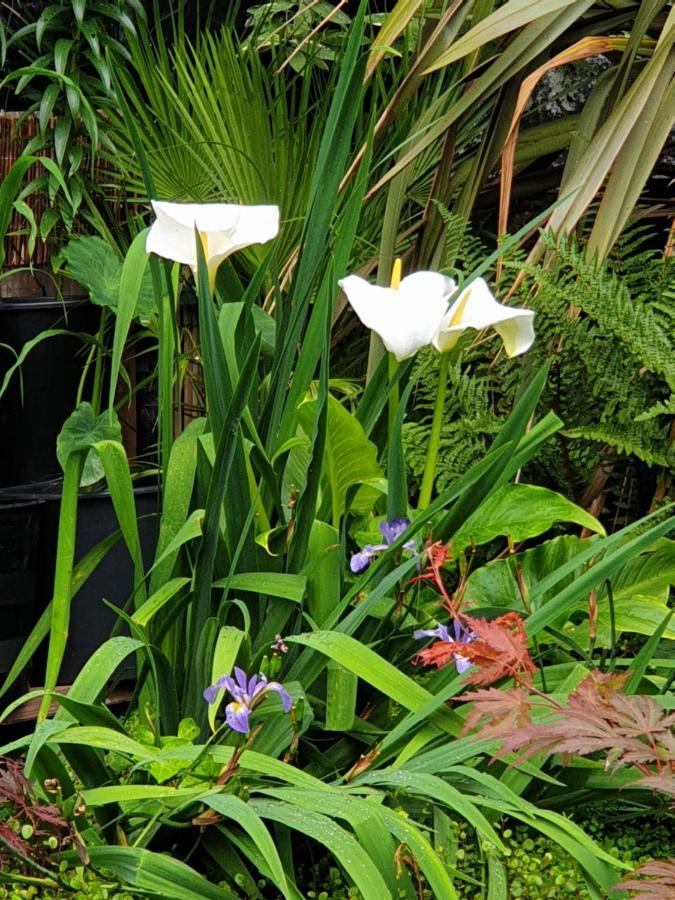 Tropical Garden Oasis Rooms バーミンガム エクステリア 写真
