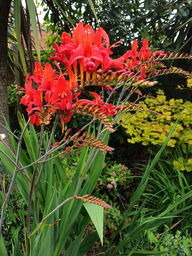 Tropical Garden Oasis Rooms バーミンガム エクステリア 写真