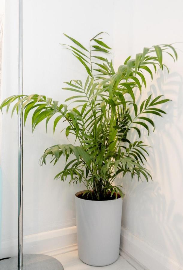 Tropical Garden Oasis Rooms バーミンガム エクステリア 写真